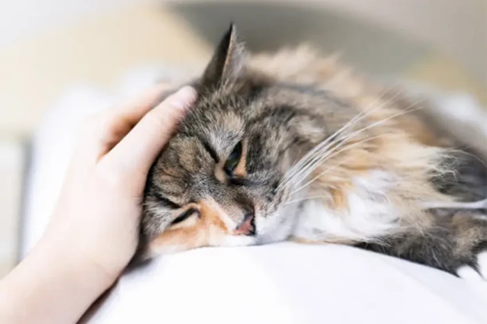 11 Penyakit pada Kucing...