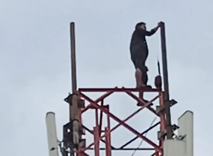 Heboh! ODGJ Panjat Tower...