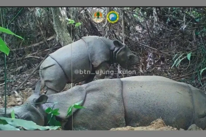 KSDAE KLHK Sambut Gembira...