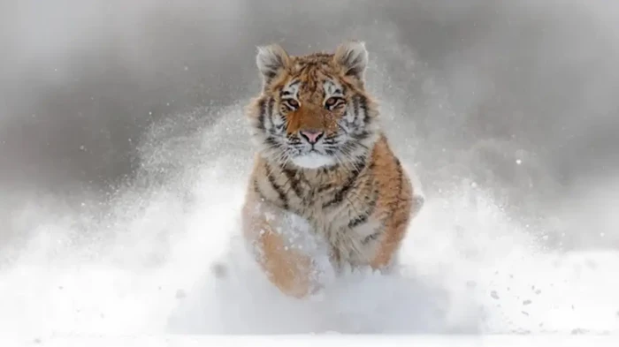 Apakah Harimau Adalah...