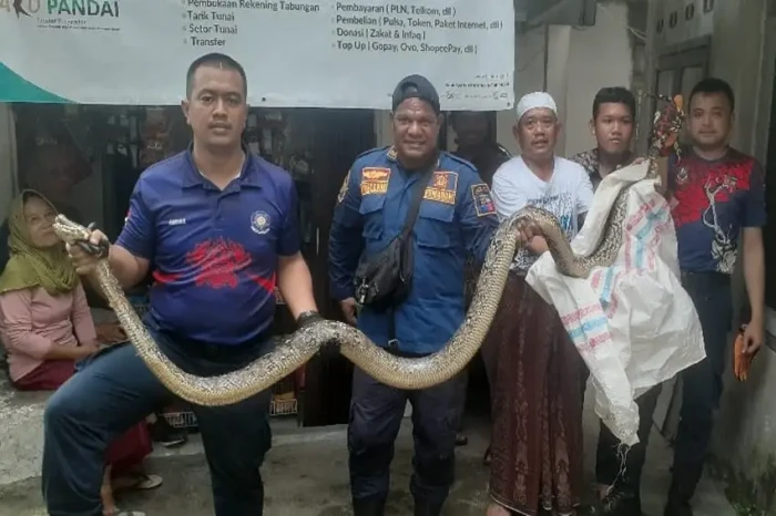 Geger! Ular Sanca Sepanjang...