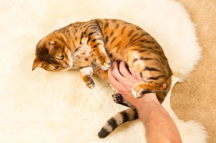 5 Alasan Kucing Tidak...