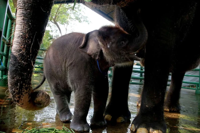 Bayi Gajah Jantan Lahir...