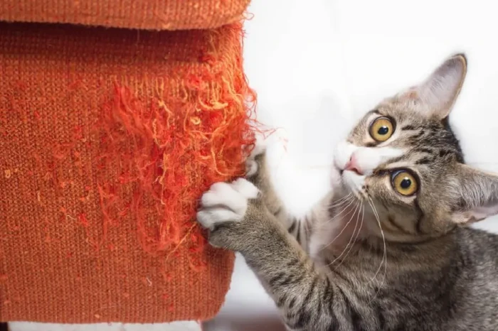 Kenapa Kucing Suka Menggaruk...