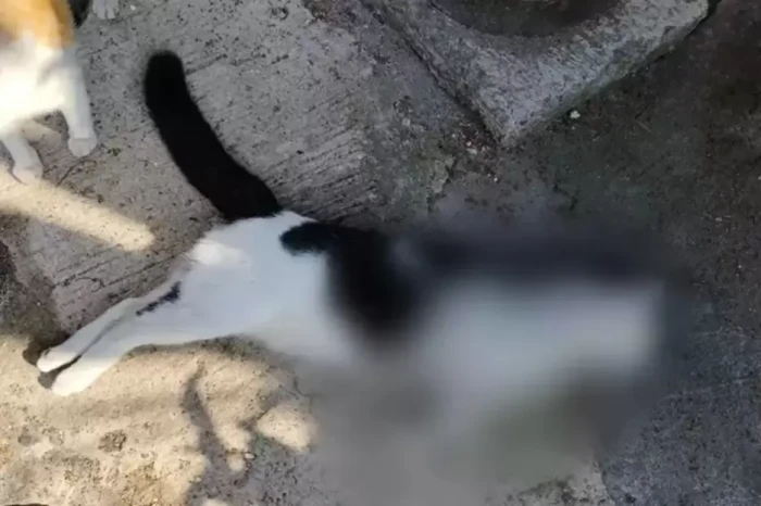 Tembak Kucing Sampai...