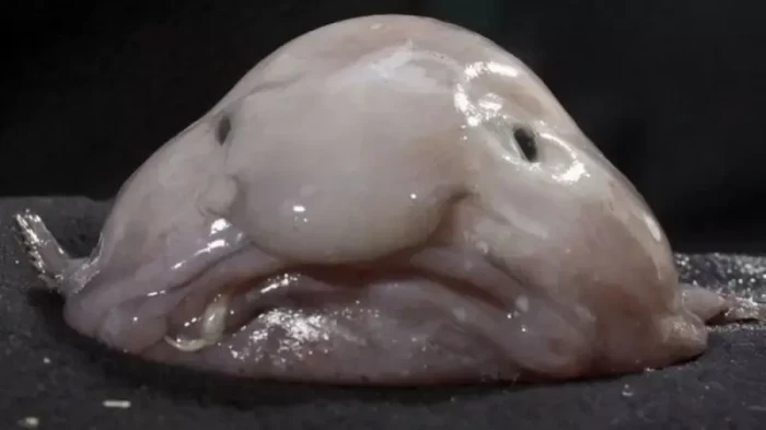 Ikan Berkepala Gumpalan...