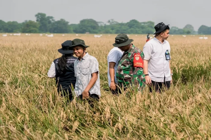 Serapan Gabah Kering...