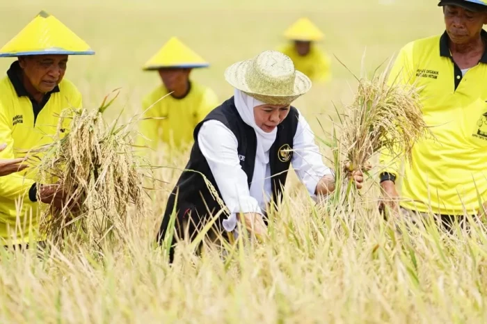 Produksi Padi Jatim...