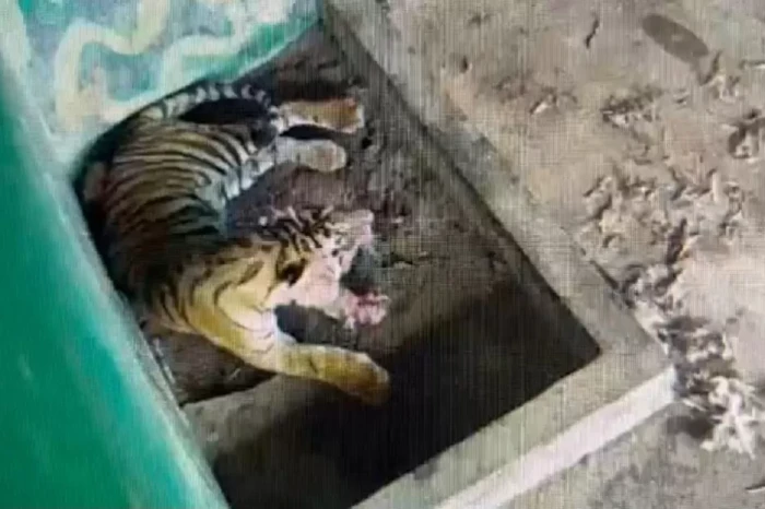 Miris, Harimau Sumatera...