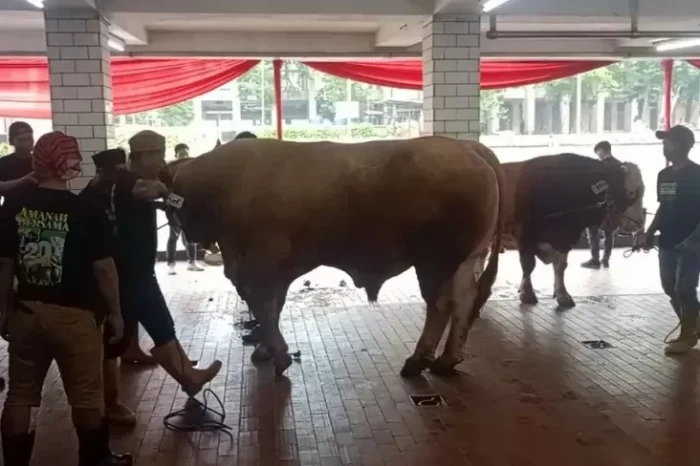 Sapi Limousin Bobot...