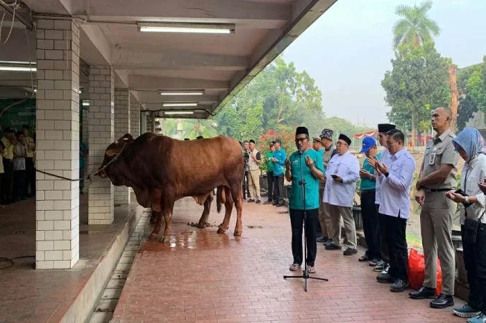 Sapi Brawijaya Milik...