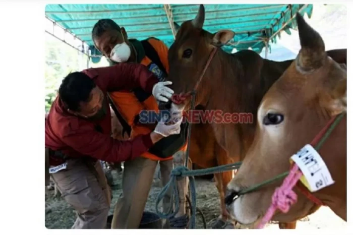 Ini Batas Waktu Penyembelihan...