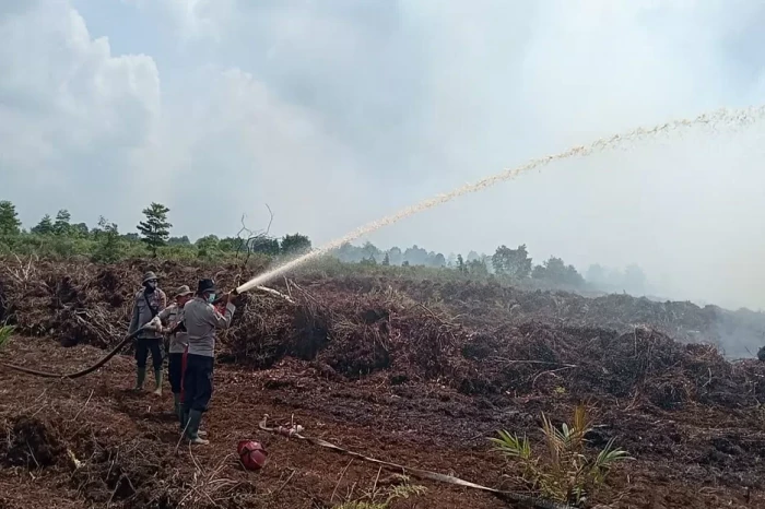 264 Hektare Lahan Gambut...