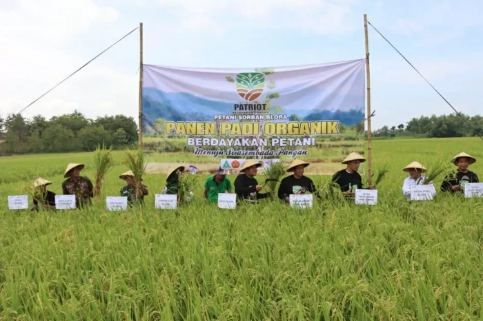 Panen Padi dan Tanam...