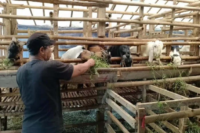 Jelang Iduladha, Kandang...