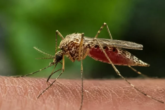 Waspada Malaria Monyet,...