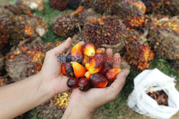 Koperasi Agro Mandiri...