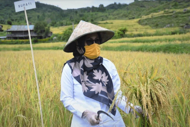 20 Ribu Hektare Lahan...