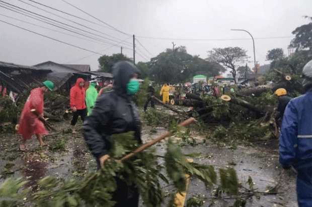 Cuaca Ekstrem, 13 Pohon...