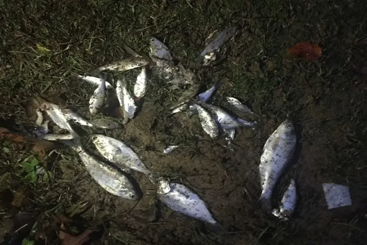 Fenomena Langka, Hujan...
