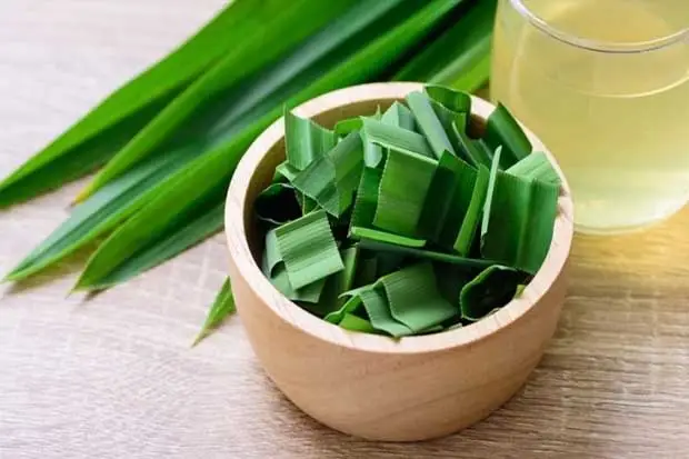 Daun Pandan Diyakini...