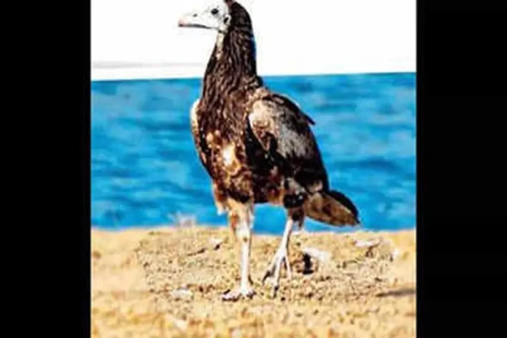 Setelah 30 Tahun, Ayam...