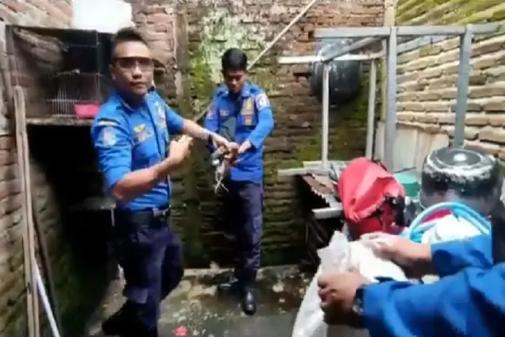 Diserang Ular Kobra...