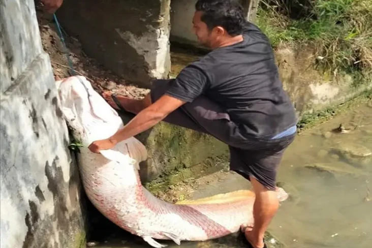 Penampakan Ikan Raksasa...