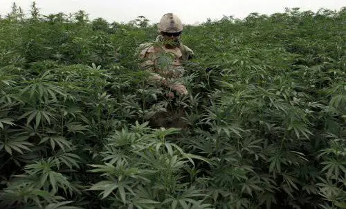 Ganja Taliban Tarik...