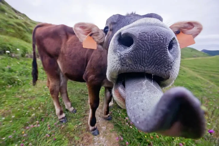 Lidah Sapi Mengandung...
