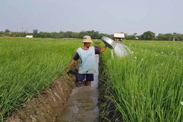 Lahan Pertanian Menyusut,...