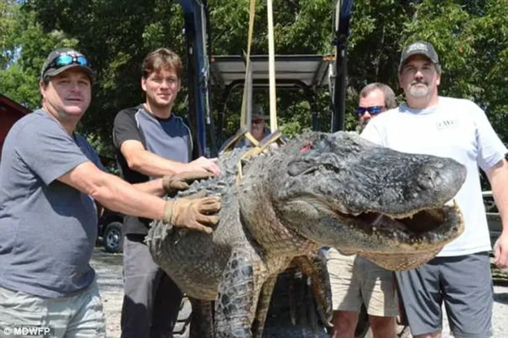 6 Aligator Terbesar...