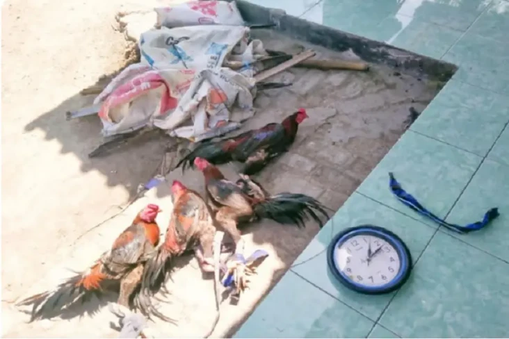 Judi Sabung Ayam di...