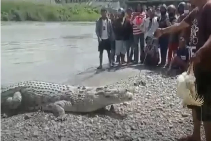 Ngeri! Buaya Muara Muncul,...
