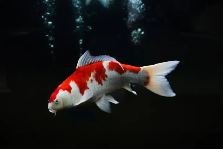 Jejeran Ikan Hias Termahal...