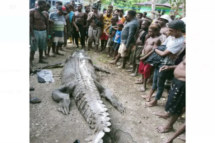 Buaya Raksasa Makan...