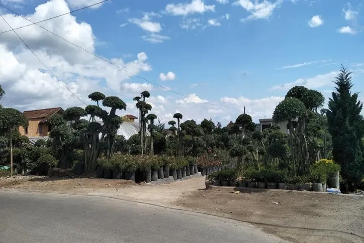 Angkat Potensi Bunga,...