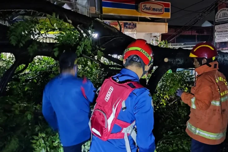 Angin Kencang, Pohon...