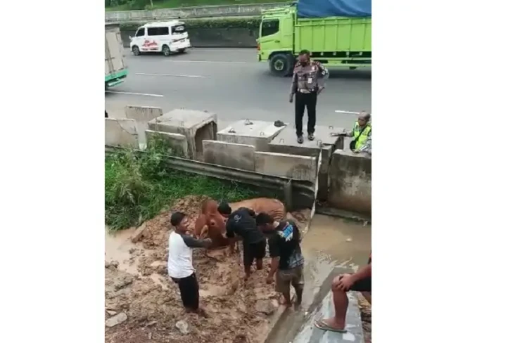 Heboh! Sapi Lepas Mengamuk...