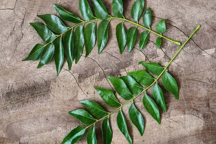 Daun Kari Bisa Menurunkan...
