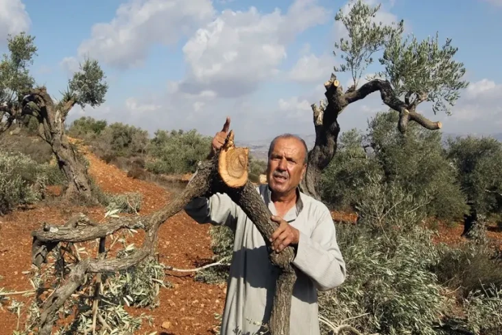 Pemukim Israel Cabuti...
