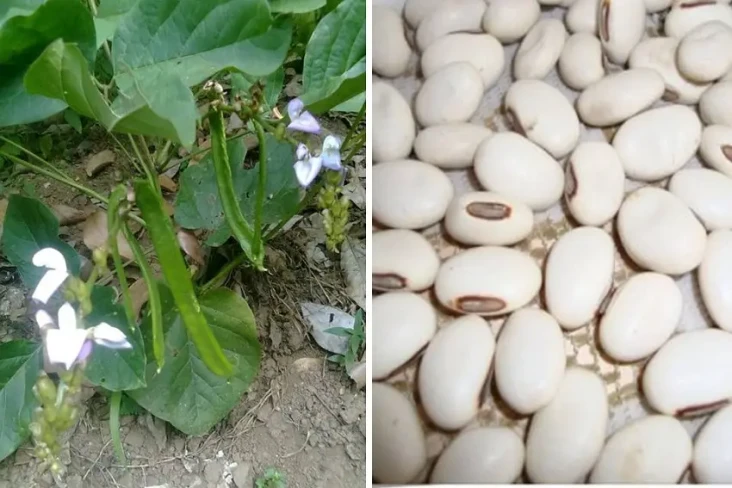 Kacang Ini Jadi Andalan...