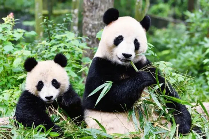 Ini Penyebab Panda Raksasa...