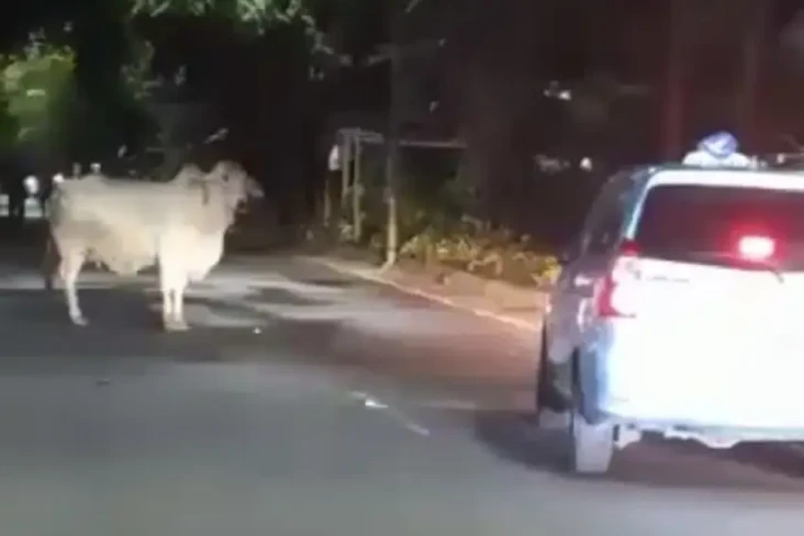 Sapi Mengamuk Lagi,...