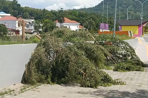 Puluhan Pohon di Taman...