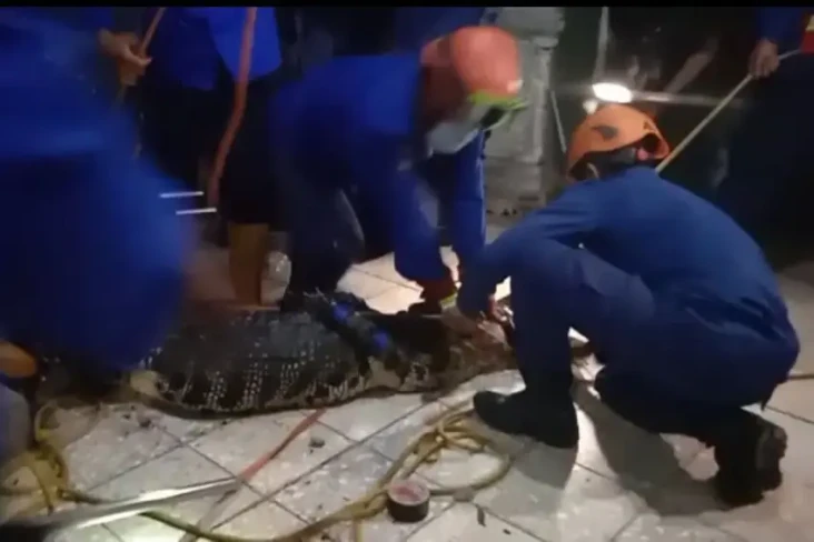 Begini Penampakan Buaya...