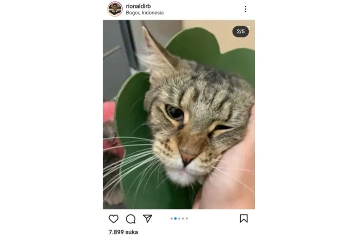 Kasus Kucing Maine Coon...