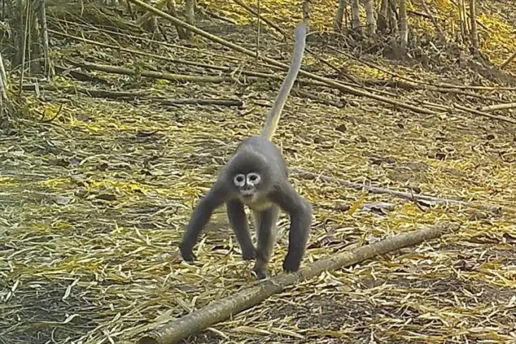 Monyet Hantu Ditemukan...