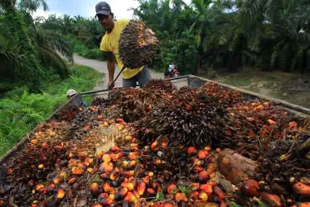 Petani Sawit Tolak DMO...