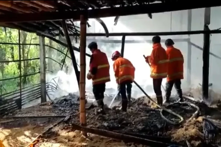 12 Ribu Ekor Ayam di...